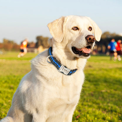 Custom reflective pet collar tag on a happy Labrador sitting on grass in a park.